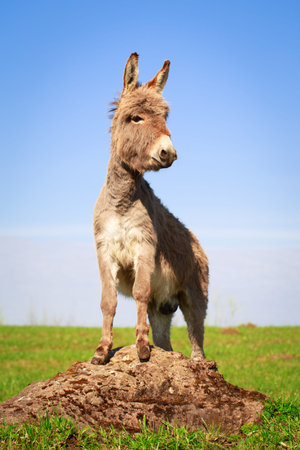 Grey donkeyの写真素材