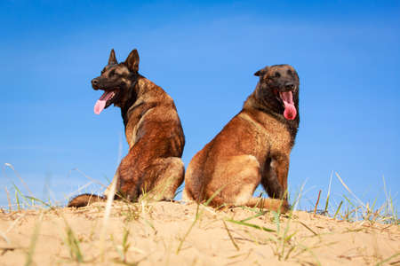 Malinois Belgian Shepherd dogの写真素材