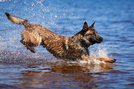 Malinois Belgian Shepherd dogの写真素材
