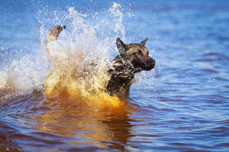 Malinois Belgian Shepherd dogの写真素材