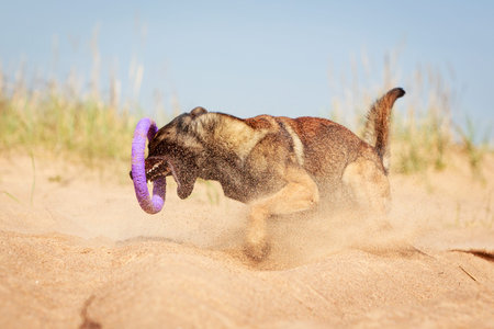 Malinois Belgian Shepherd dogの写真素材
