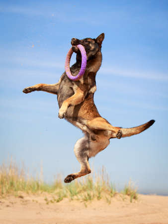 Malinois Belgian Shepherd dogの写真素材