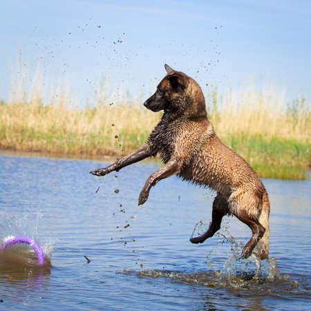 Malinois Belgian Shepherd dogの写真素材