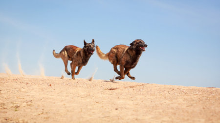 Malinois Belgian Shepherd dogの写真素材