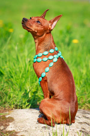 Miniature Pinscher dogの写真素材
