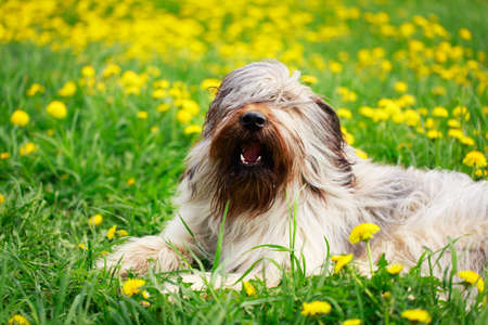 Pale yellow briard dogの写真素材