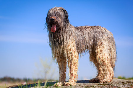 Pale yellow briard dogの写真素材