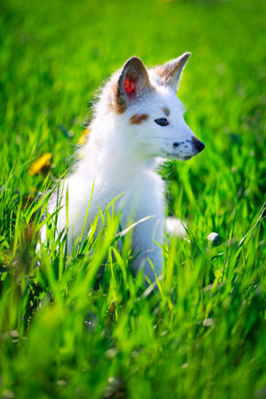 white-red fox pup