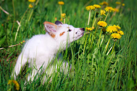 white-red fox pupの写真素材