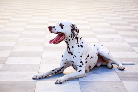 Dalmatian dogの写真素材