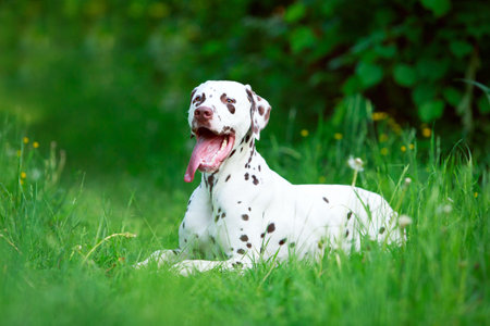 Dalmatian dogの写真素材