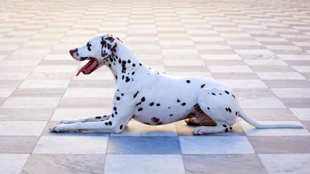 Dalmatian dogの写真素材