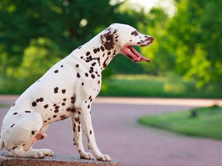 Dalmatian dogの写真素材