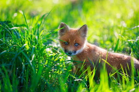 red fox pupの写真素材