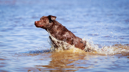 chocolate labrador retriever dogの写真素材