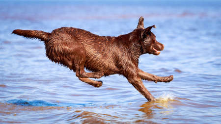 chocolate labrador retriever dogの写真素材