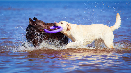 two  labrador retriever dog