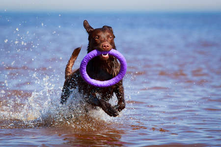chocolate labrador retriever dogの写真素材