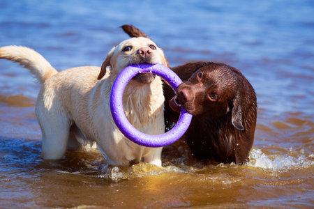 two  labrador retriever dogの写真素材