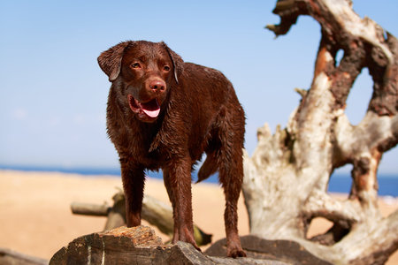 chocolate labrador retriever dogの写真素材