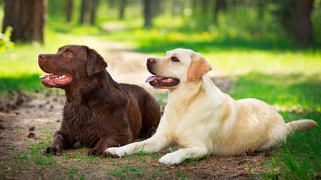 two  labrador retriever dogの写真素材