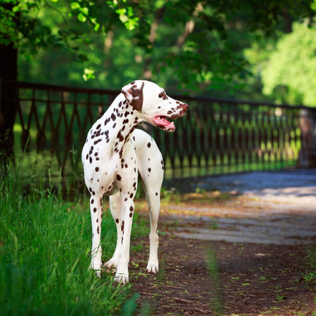 Dalmatian dogの写真素材