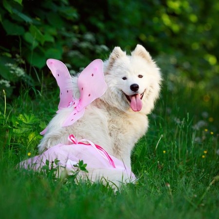 Samoyed dogの写真素材