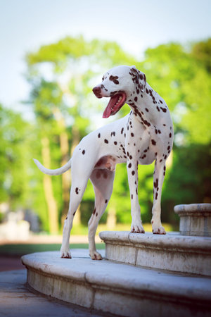 Dalmatian dogの写真素材