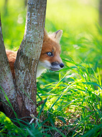 red fox pupの写真素材