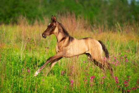 Akhal-Teke horseの写真素材