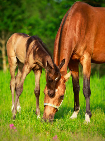 Akhal-Teke horsesの写真素材