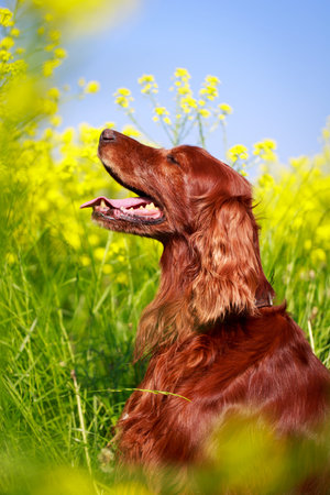 Red irish setter dog