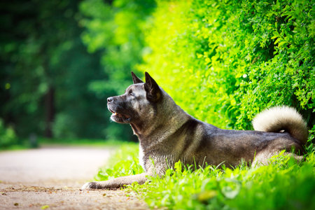 akita dogの写真素材