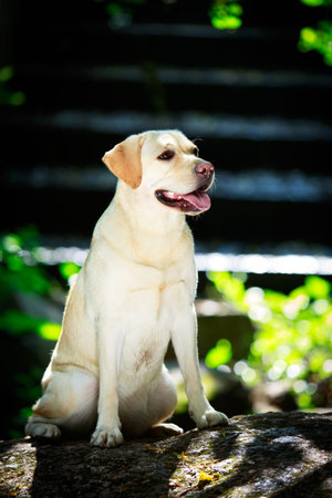 labrador retriever dogの写真素材