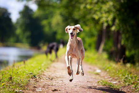 Persian Greyhound dogの写真素材