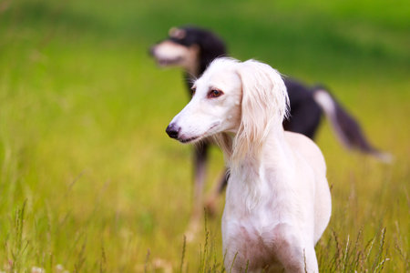 Persian Greyhound dogの写真素材