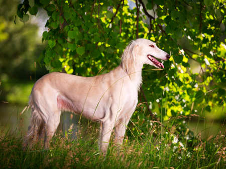 Persian Greyhound dogの写真素材