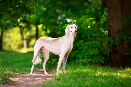 Persian Greyhound dogの写真素材