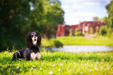 Persian Greyhound dogの写真素材