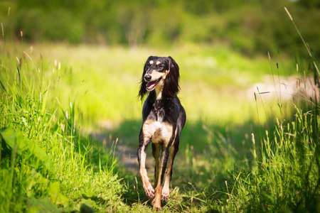 Persian Greyhound dogの写真素材