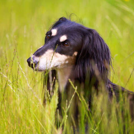 Persian Greyhound dogの写真素材