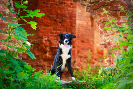 Border Collie dogの写真素材
