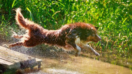 Australian shepherd dogの写真素材