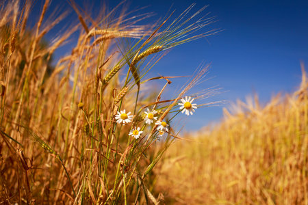 barney fieldの写真素材