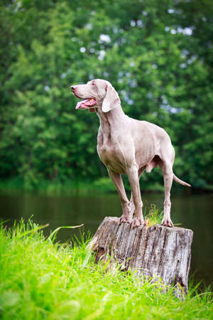 weimaraner dogの写真素材