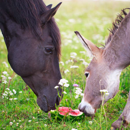 horse and donkey eat watermelonの写真素材