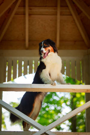 Australian shepherd dogの写真素材