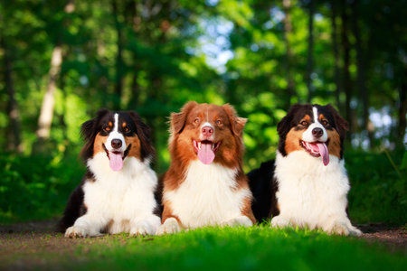 Australian shepherd dog