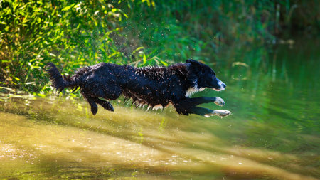 Border Collie dogの写真素材