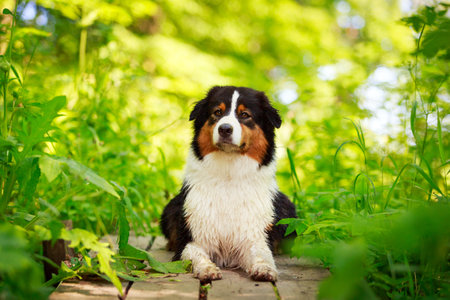 Australian shepherd dogの写真素材